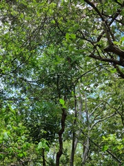 Cussonia transvaalensis