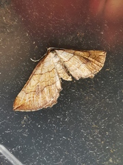 Coenocalpe millierata