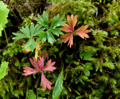 Alchemilla pentaphyllea