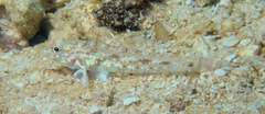 Fusigobius neophytus
