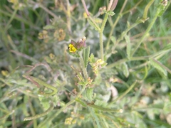Sisymbrium orientale