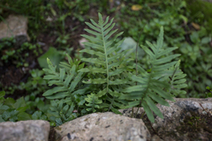 Polypodium cambricum