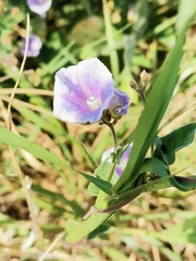 Jacquemontia pentanthos
