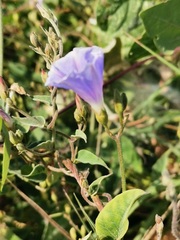 Jacquemontia pentanthos