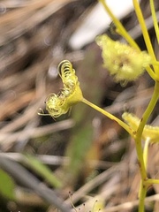 Drosera hookeri