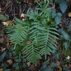 Polypodium cambricum