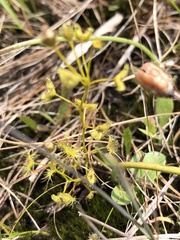 Drosera hookeri