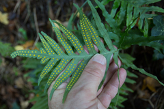 Polypodium cambricum