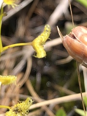 Drosera hookeri