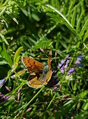 Lycaena hippothoe