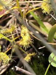 Drosera hookeri