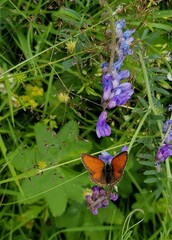 Lycaena hippothoe