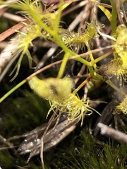 Drosera hookeri