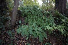 Polypodium cambricum