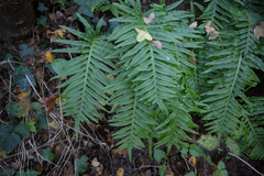 Polypodium cambricum