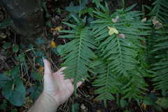 Polypodium cambricum