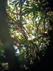 Batrachostomus moniliger