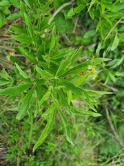 Vitex rehmannii