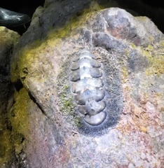 Acanthopleura gemmata