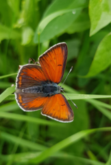 Lycaena hippothoe