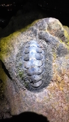 Acanthopleura gemmata