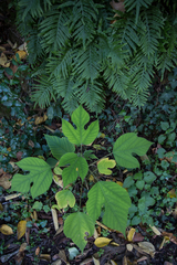 Broussonetia papyrifera