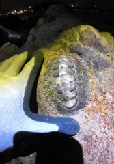 Acanthopleura gemmata