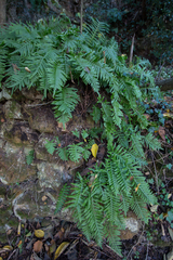 Polypodium cambricum