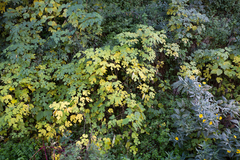 Broussonetia papyrifera