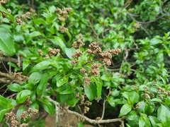 Heteropyxis natalensis