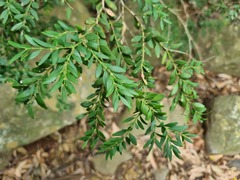 Buxus macowanii