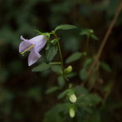 Campanula trachelium