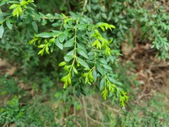 Buxus macowanii