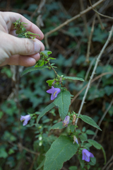 Campanula trachelium