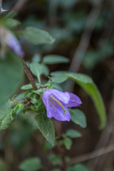 Campanula trachelium