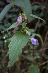 Campanula trachelium