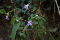 Campanula trachelium
