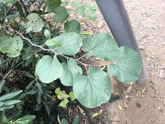 Cercis siliquastrum