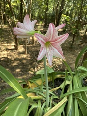 Hippeastrum