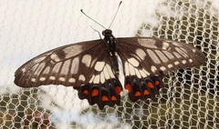 Papilio anactus