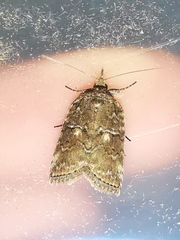 Nycteola