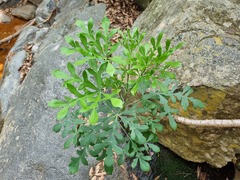 Cussonia paniculata sinuata