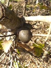 Callirhytis quercussuttoni