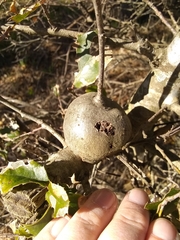 Callirhytis quercussuttoni