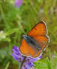 Lycaena hippothoe