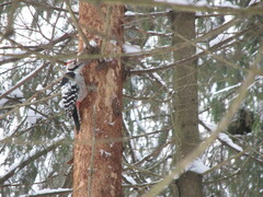 Dendrocopos leucotos