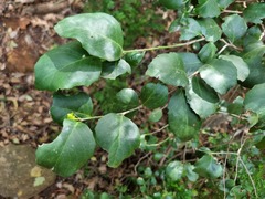 Maytenus undata