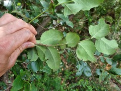 Maytenus undata