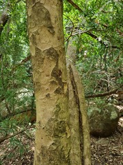 Heteropyxis natalensis