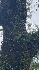 Davallia griffithiana